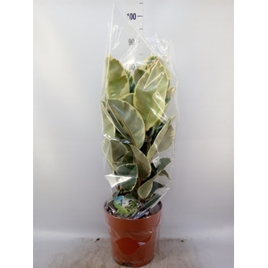 Ficus elastica 'Tineke'