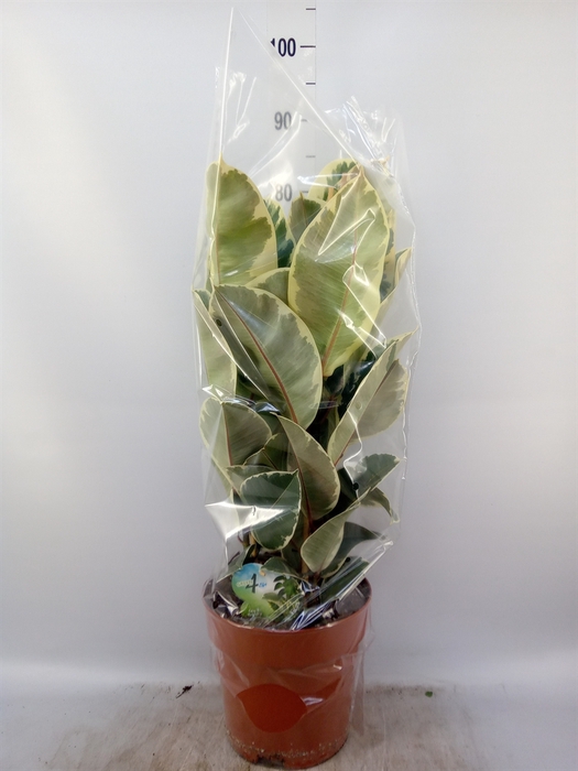 <h4>Ficus elastica 'Tineke'</h4>