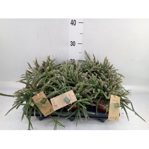 Rhipsalis baccifera subsp. horrida