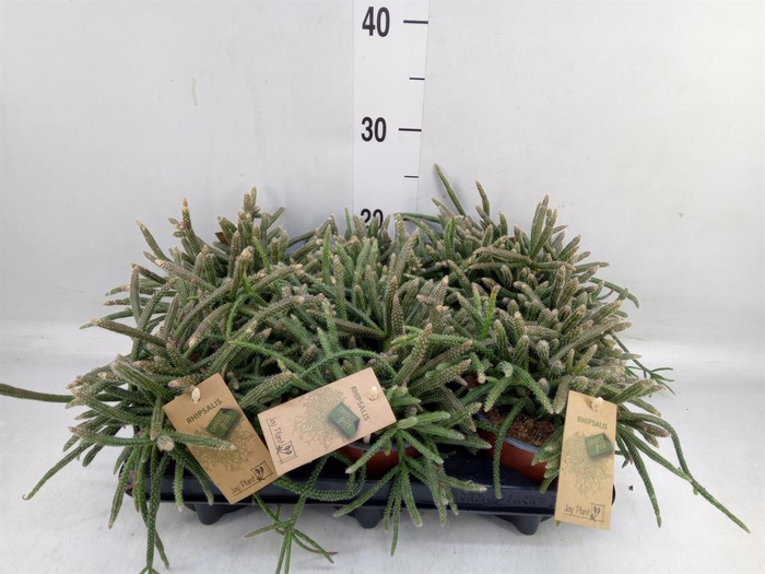 <h4>Rhipsalis baccifera subsp. horrida</h4>