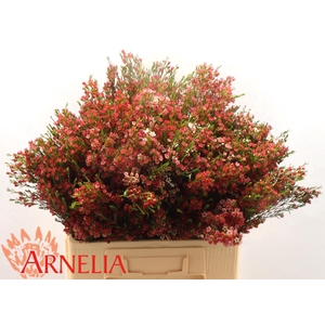 CHAME UN MY SWEET 16