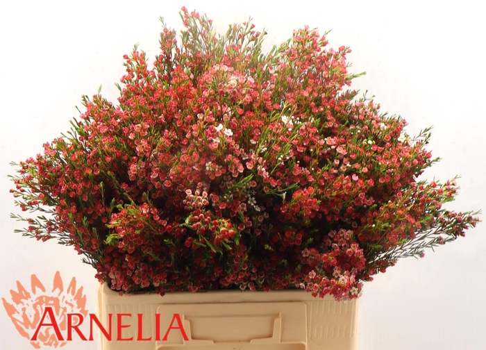 <h4>CHAME UN MY SWEET 16</h4>