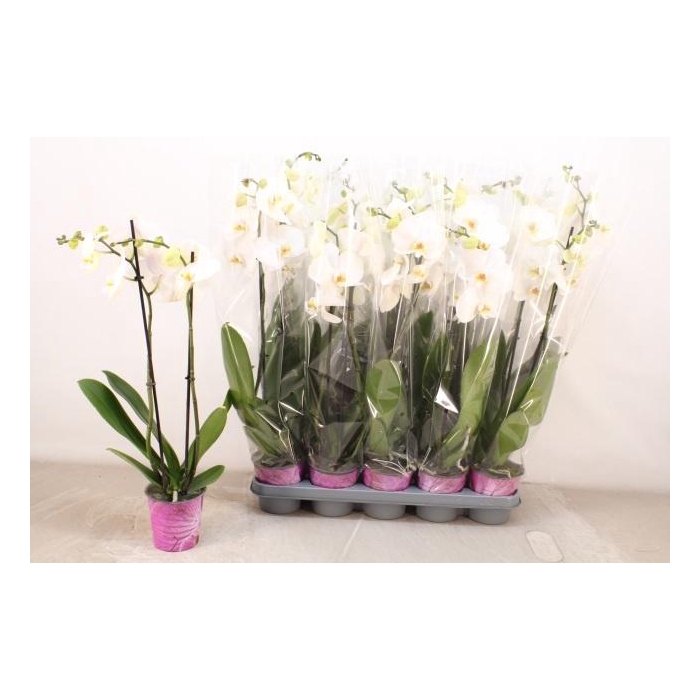 <h4>PHAL AN WINDSOR</h4>