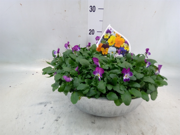 <h4>Viola corn. 'Sorbet'   ...mix</h4>