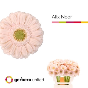 GE MI ALIX-NOOR