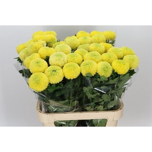 CHR G YELLOW BORIS B