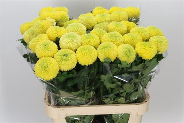 CHR G YELLOW BORIS B
