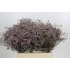 Limonium ov Safora Oshi Pink