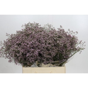 Limonium Safora Oshi Pink