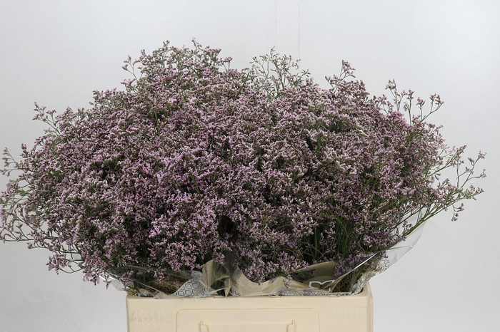<h4>Limonium Safora Oshi Pink</h4>