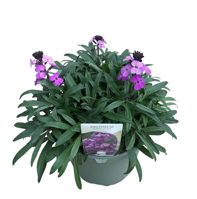 Erysimum linifolium Sup Bowl MauvE