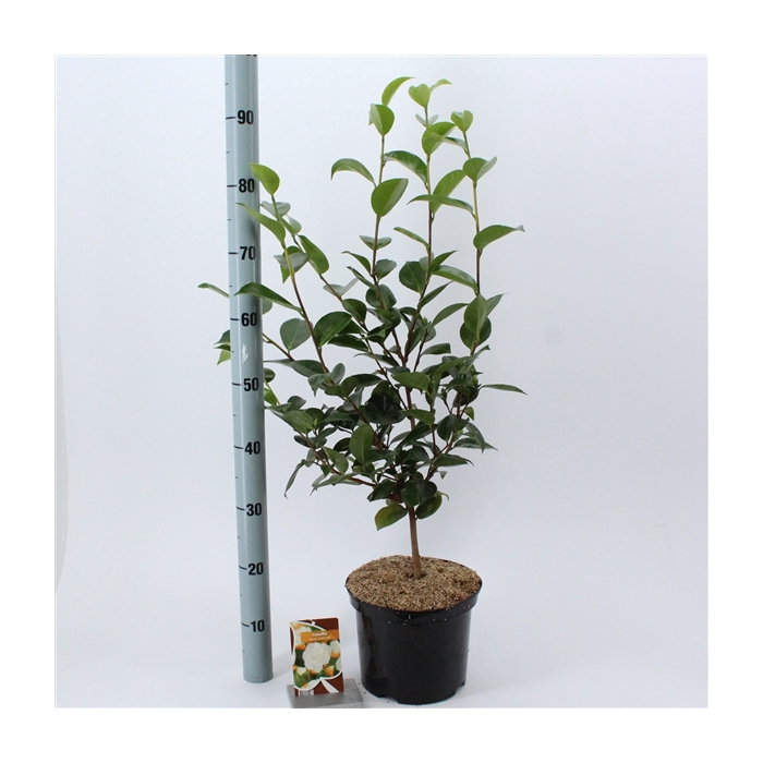 <h4>Camellia japonica 'Powder Puff'</h4>