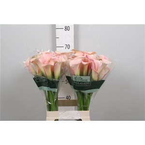 Zant Capt Rosette