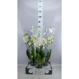 Phalaenopsis   ...white