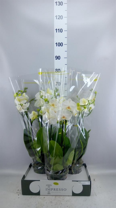 <h4>Phalaenopsis   ...white</h4>