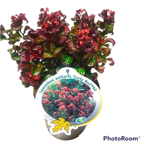 Leucothoe axi. 'Curly Red' C2