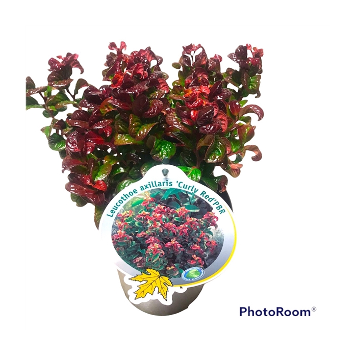 <h4>Leucothoe axi. 'Curly Red' C2</h4>