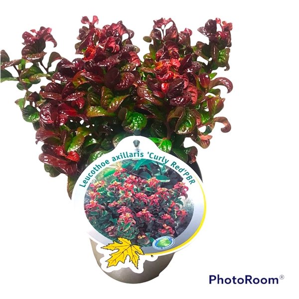 <h4>Leucothoe axi. 'Curly Red' C2</h4>