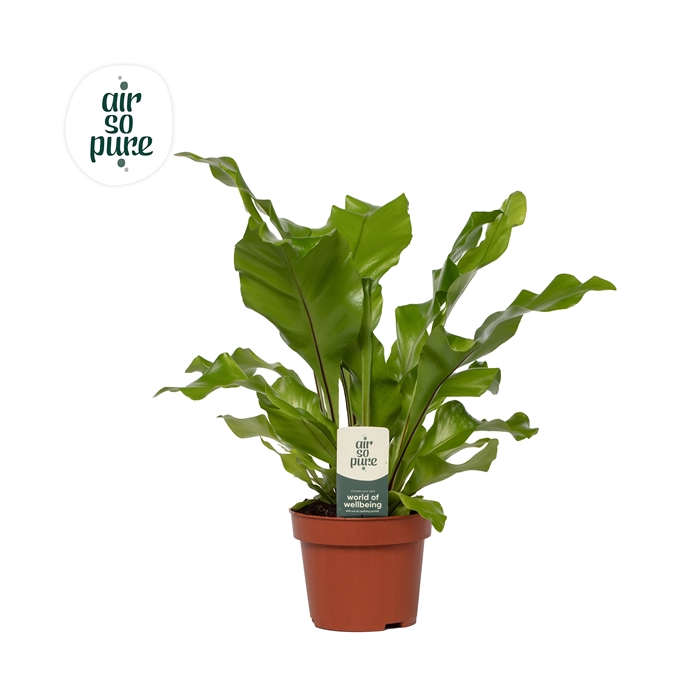 <h4>Asplenium nidus - Air So Pure</h4>