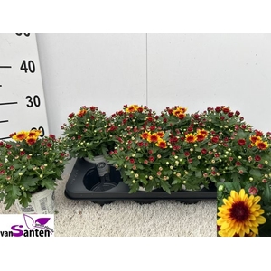 CHRYS PODII RED BICOLOR P12