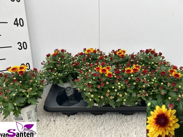 <h4>CHRYS PODII RED BICOLOR P12</h4>