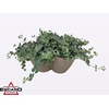 Sedum Sieboldii Triopot Tauep