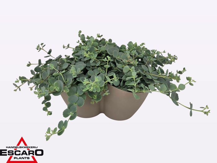 Sedum Sieboldii Triopot Tauep