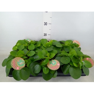 Pilea peperomioides