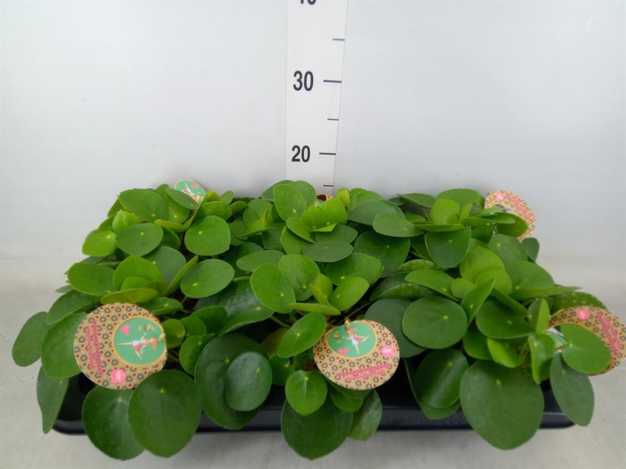 <h4>Pilea peperomioides</h4>