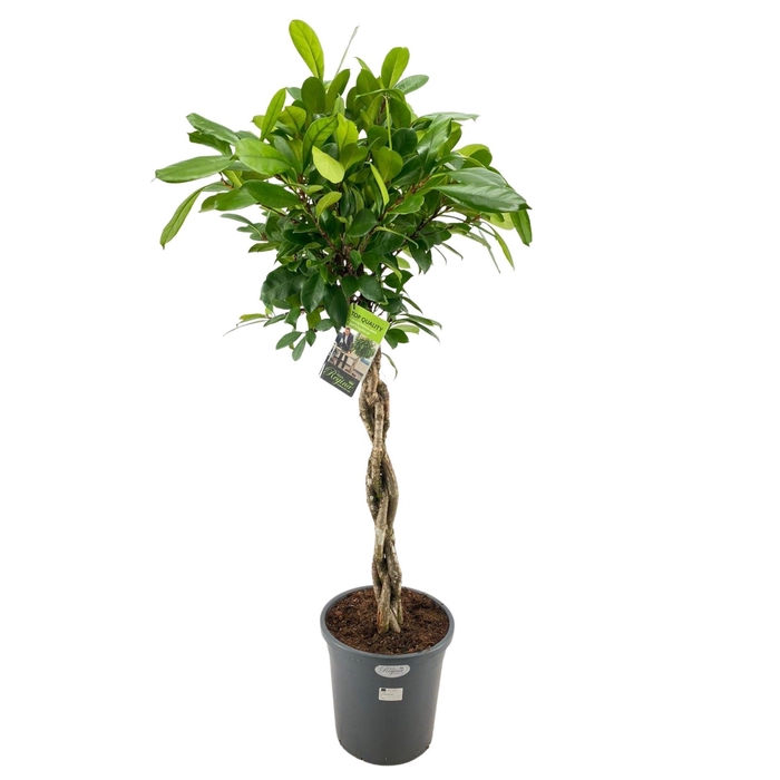<h4>Ficus cyathistipula</h4>