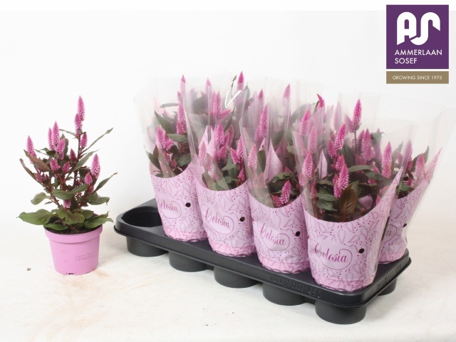 <h4>CEL MERIDA PINK</h4>