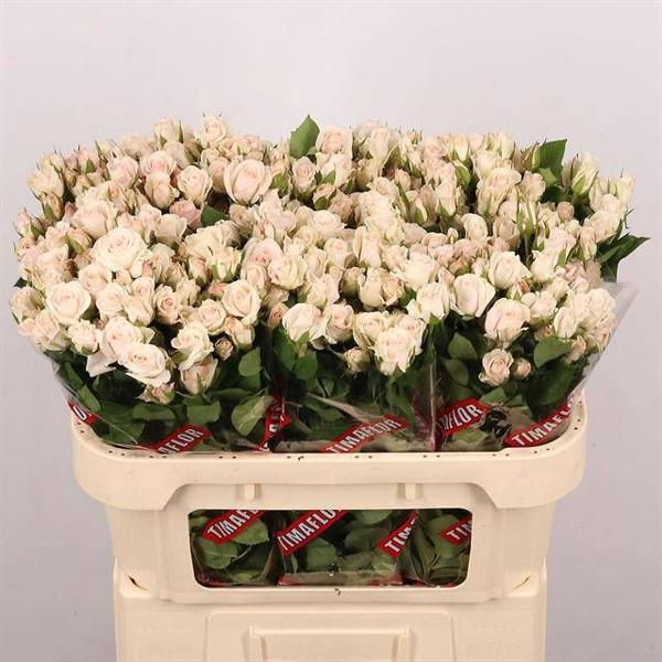 <h4>R Tr Royal Porcelina Extra Jangwani</h4>