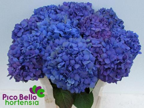 <h4>HYDR M CH PIMPERNEL</h4>