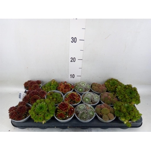 Sempervivum   ...mix