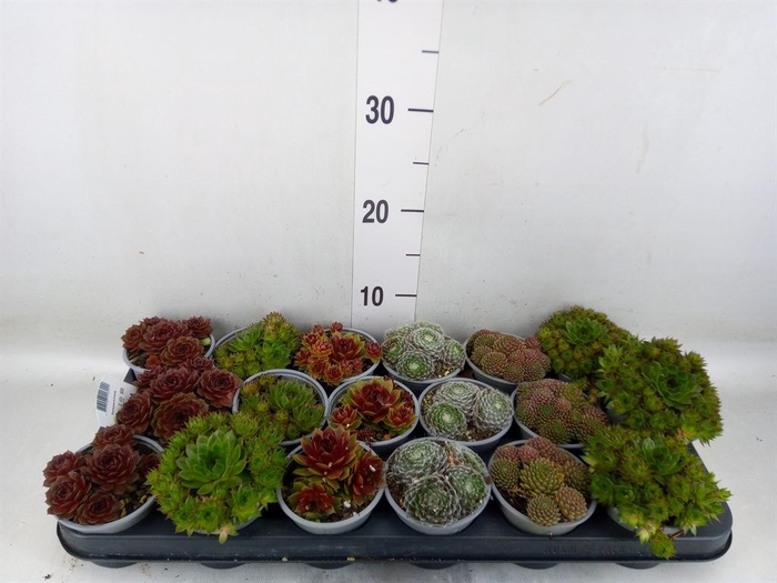 <h4>Sempervivum   ...mix</h4>