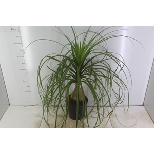 BEAUCARNEA P17