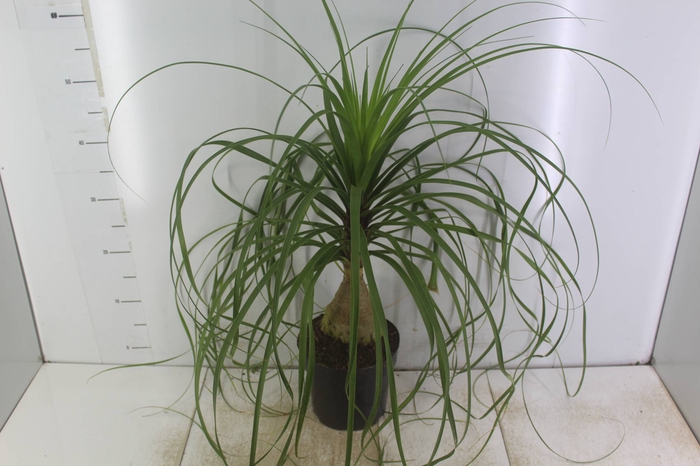 <h4>BEAUCARNEA P17</h4>