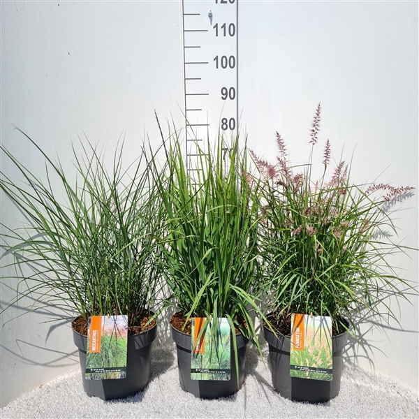 <h4>Siergrassen Mix P26</h4>