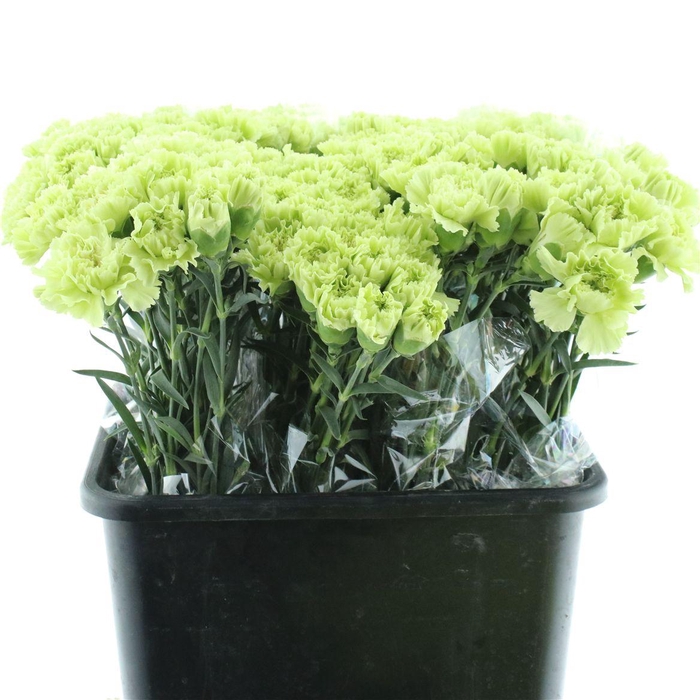 <h4>Di St Goblin Groen</h4>