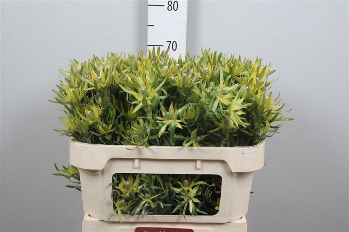 <h4>Leucad Pizza Spray</h4>