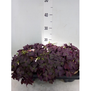 Oxalis trian. 'Mijke'