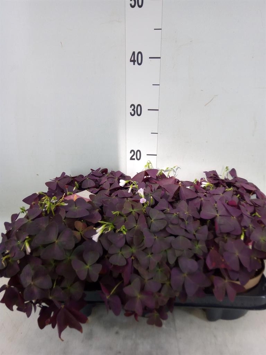 <h4>Oxalis trian. 'Mijke'</h4>