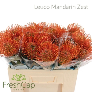 Leuco Mandarin Zest