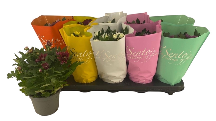 <h4>CHRYS GEVULDBL GEM</h4>