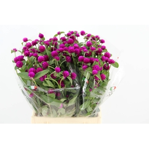 GOMPHRENA PURPLE