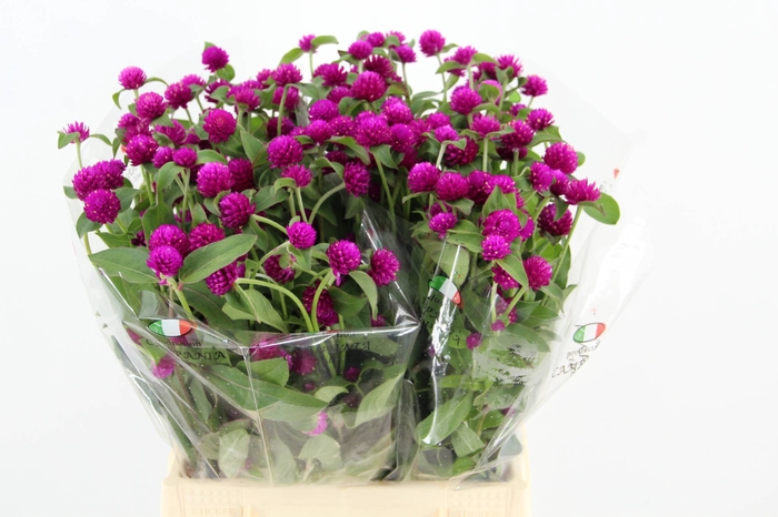<h4>GOMPHRENA PURPLE</h4>