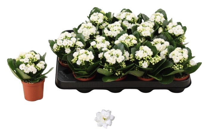 <h4>KAL GE DON DIONE</h4>