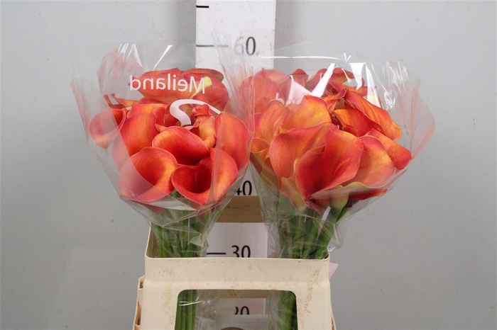 <h4>Zant Capt Odeon</h4>