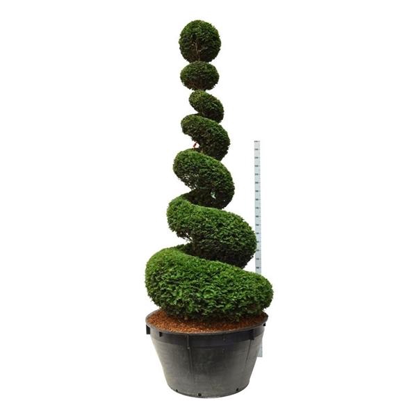 <h4>Taxus baccata</h4>