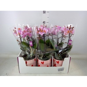 Phalaenopsis multi.   ...rose